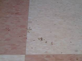 Description: put ants.jpg